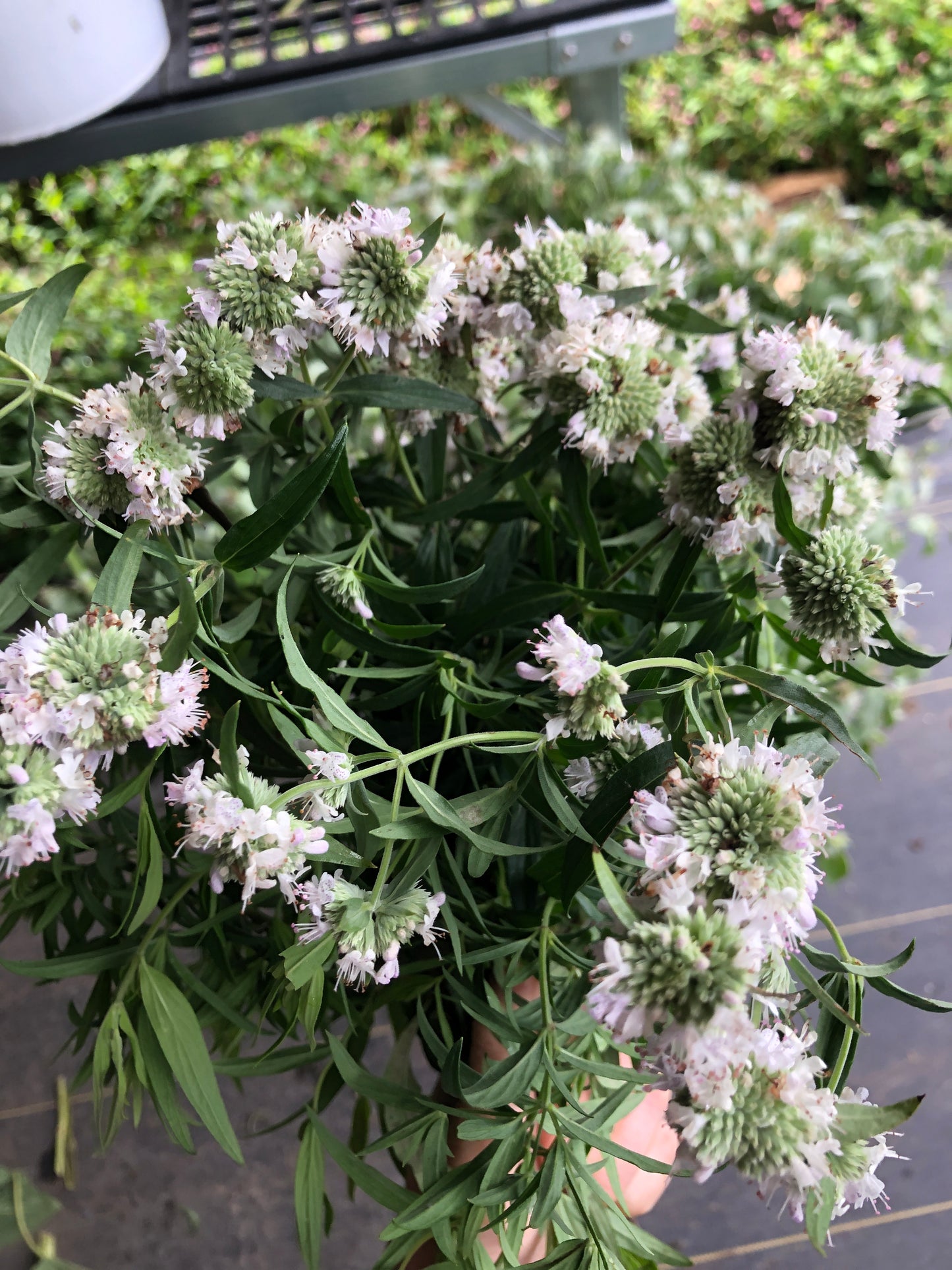 Pycnanthemum torreyi / Torrey's Mountain Mint