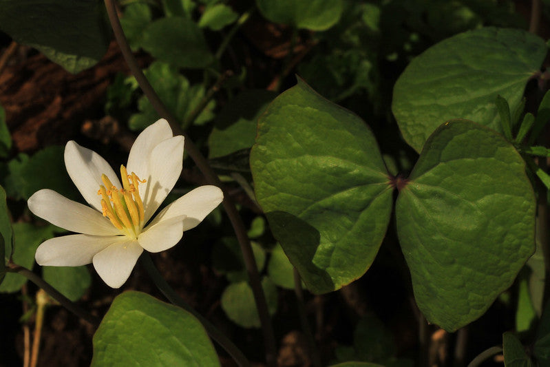 Jeffersonia diphylla / Twinleaf