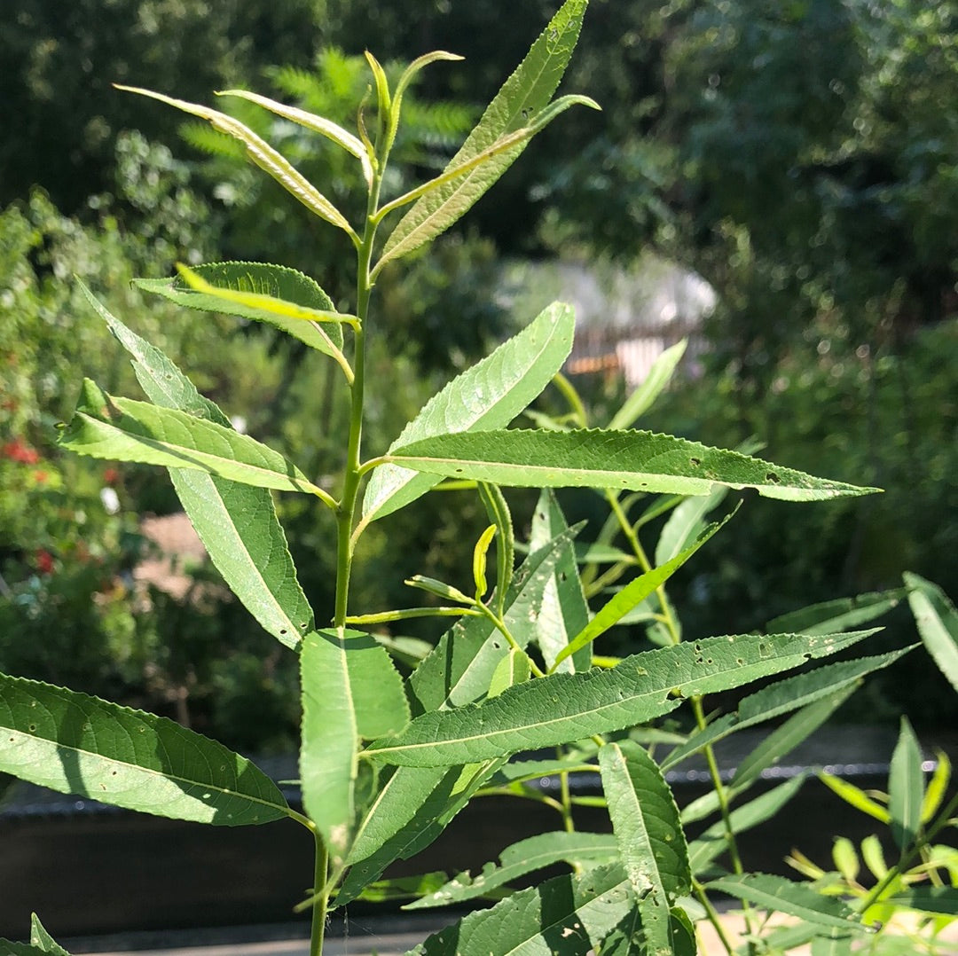 Salix sericea / Silky Willow