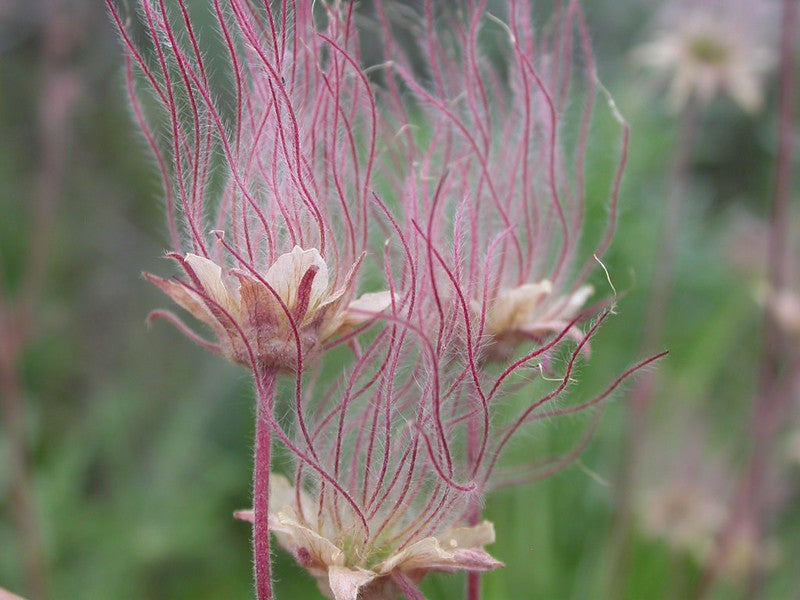Geum triflorum / Prairie smoke