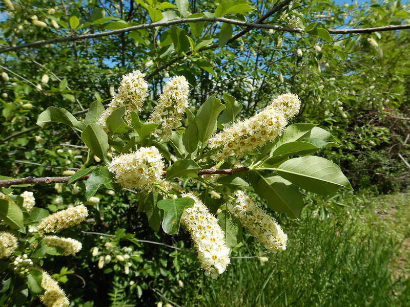 Chokecherry / Prunus virginiana