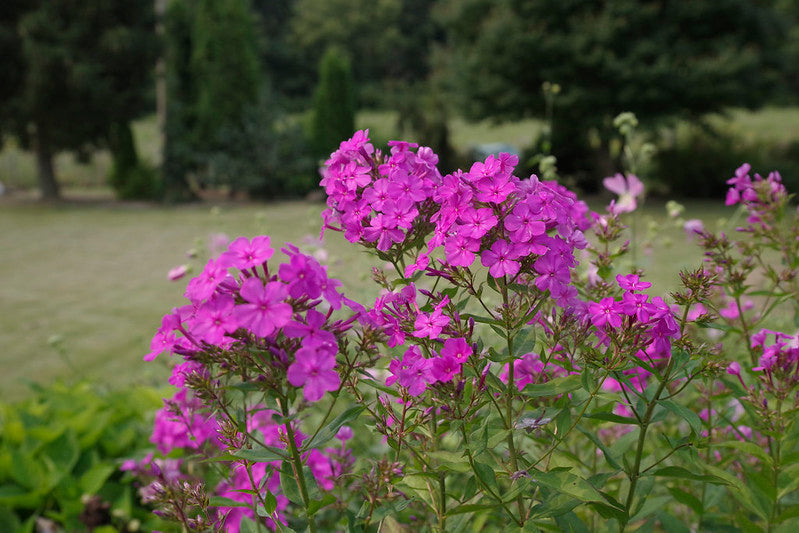 Phlox paniculata 'Jeana' / Garden Phlox