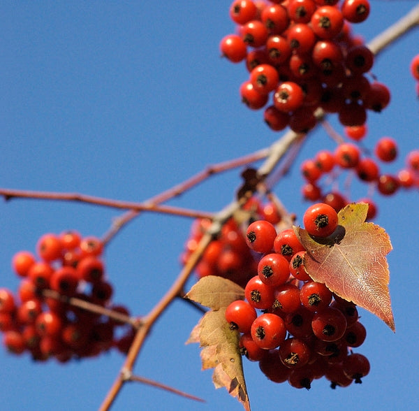 Crataegus phaenopyrum / Washington Hawthorn