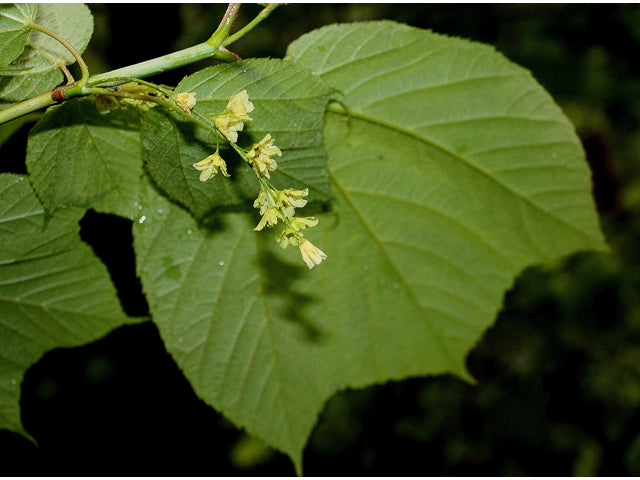 Acer pensylvanicum / Striped Maple