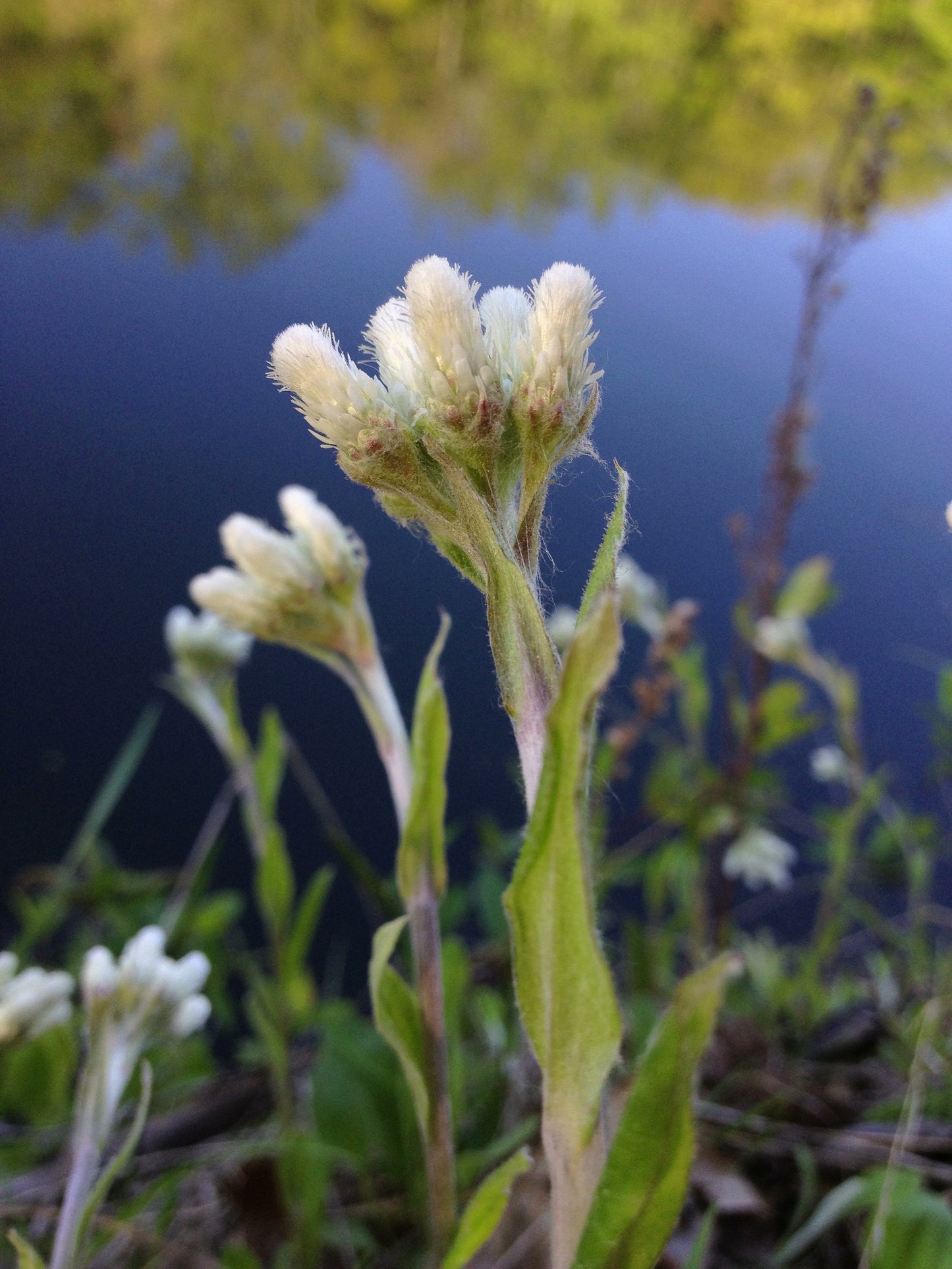 Antennaria plantaginifolia / Plaintain-leaved Pussytoes