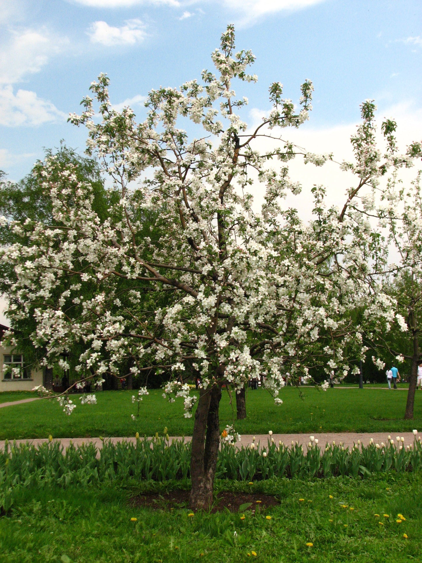 Malus sp. / Mystery Apple/Crabapple