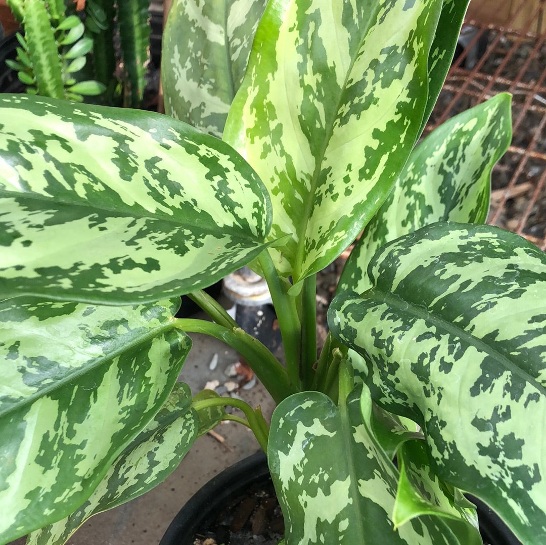 Dumb cane
