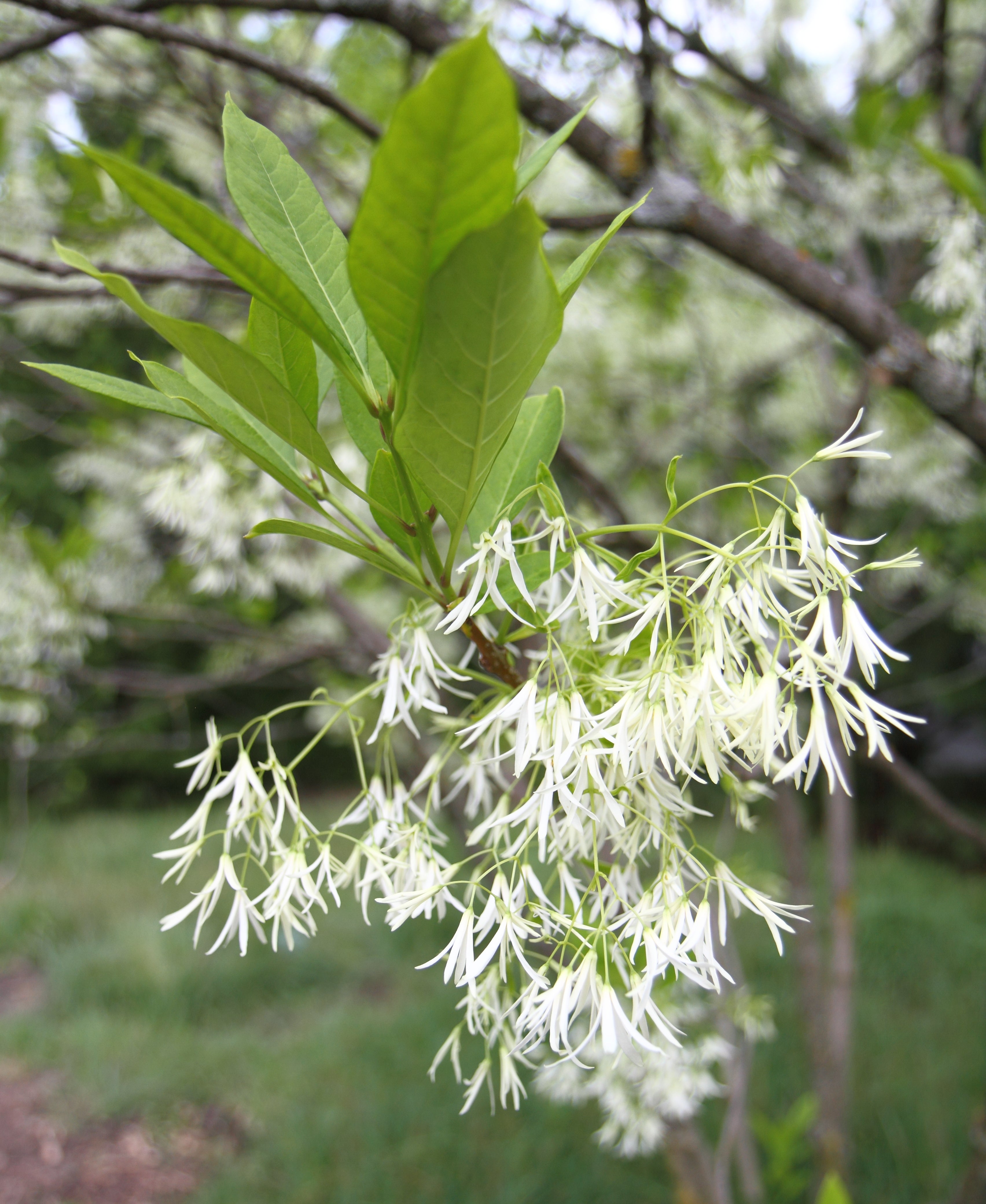 Chionanthus virginicus / Fringetree One Nature Plant Nursery