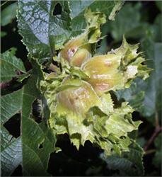 Corylus sp / Hybrid Hazelnut