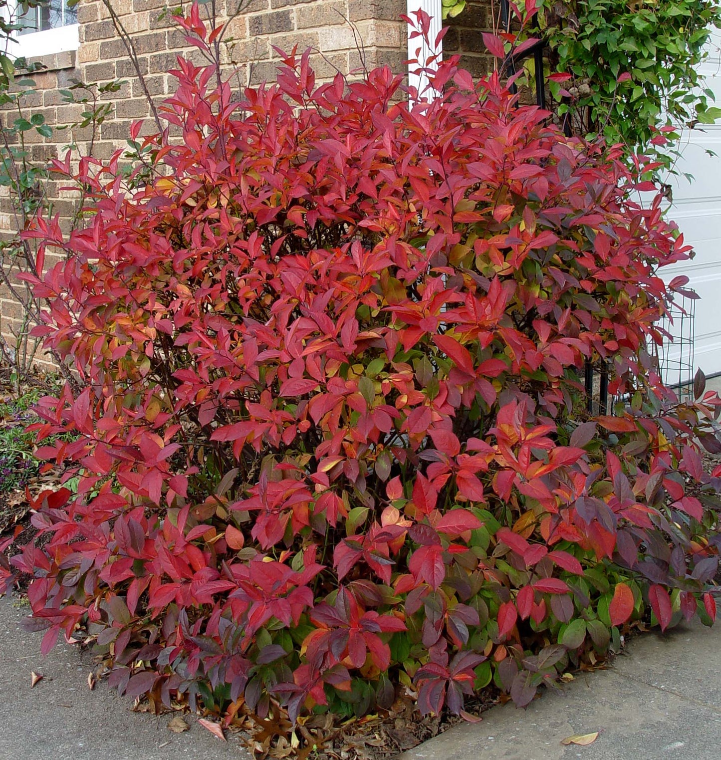 Itea Virginica / Virginia Sweetspire