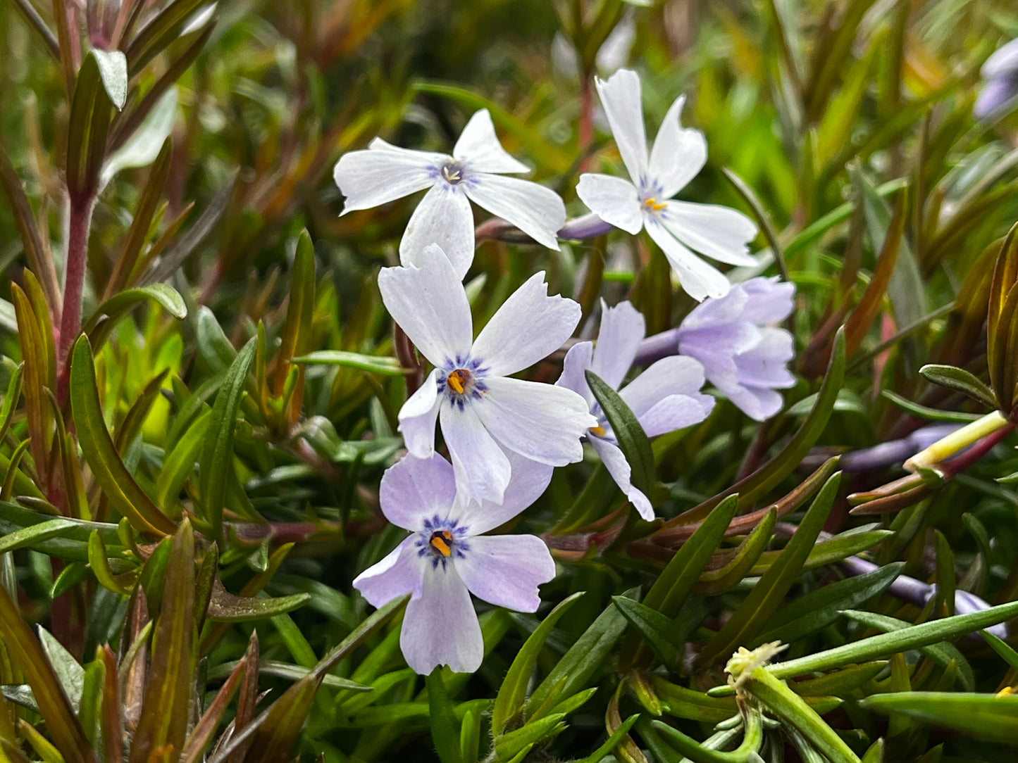 Phlox subulata 'Emerald Cushion Blue' / Moss Phlox