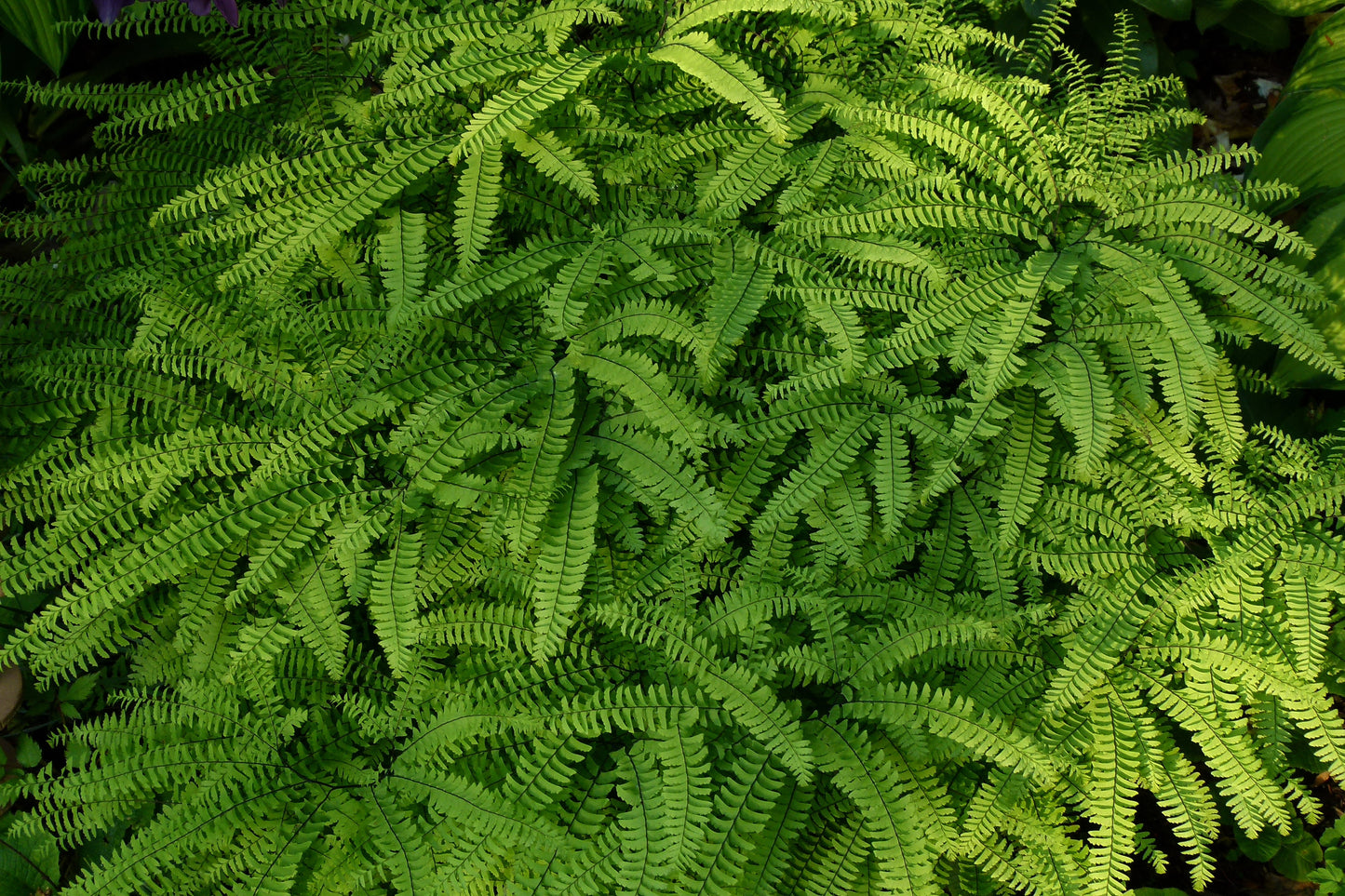 Adiantum pedatum / Maidenhair Fern