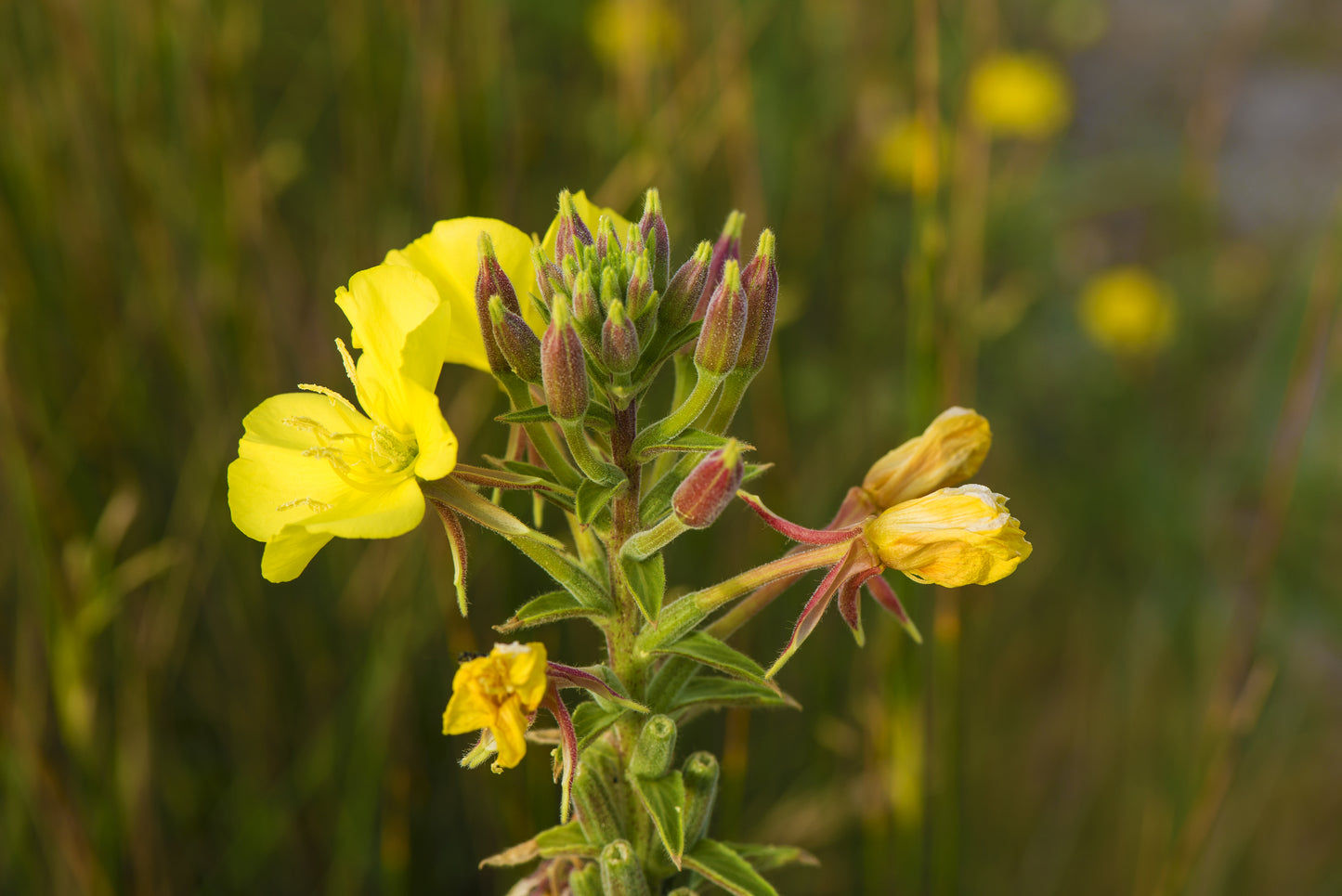 Oenothera biennis / Evening Primrose