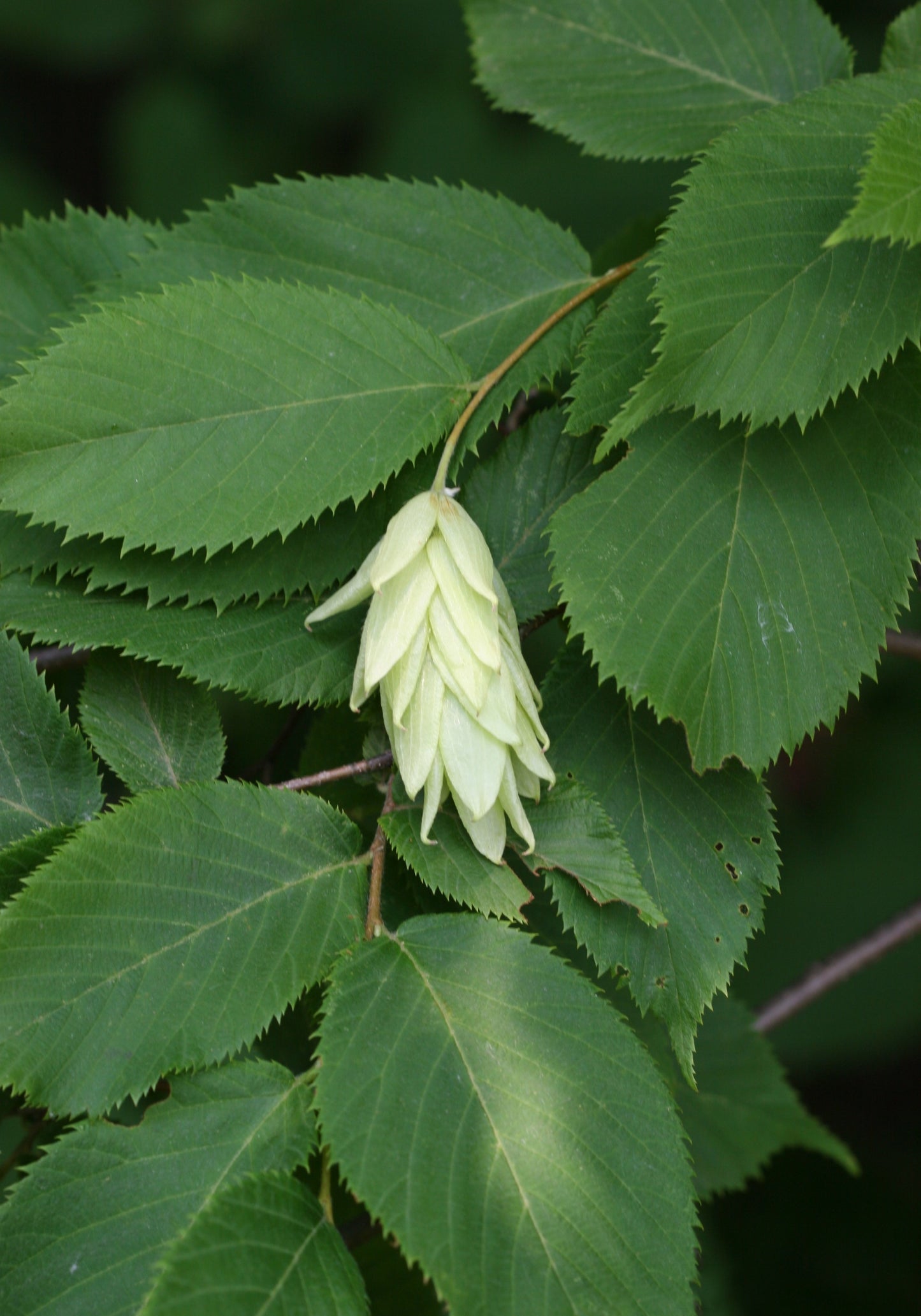 Ostrya virginiana / Hophornbeam