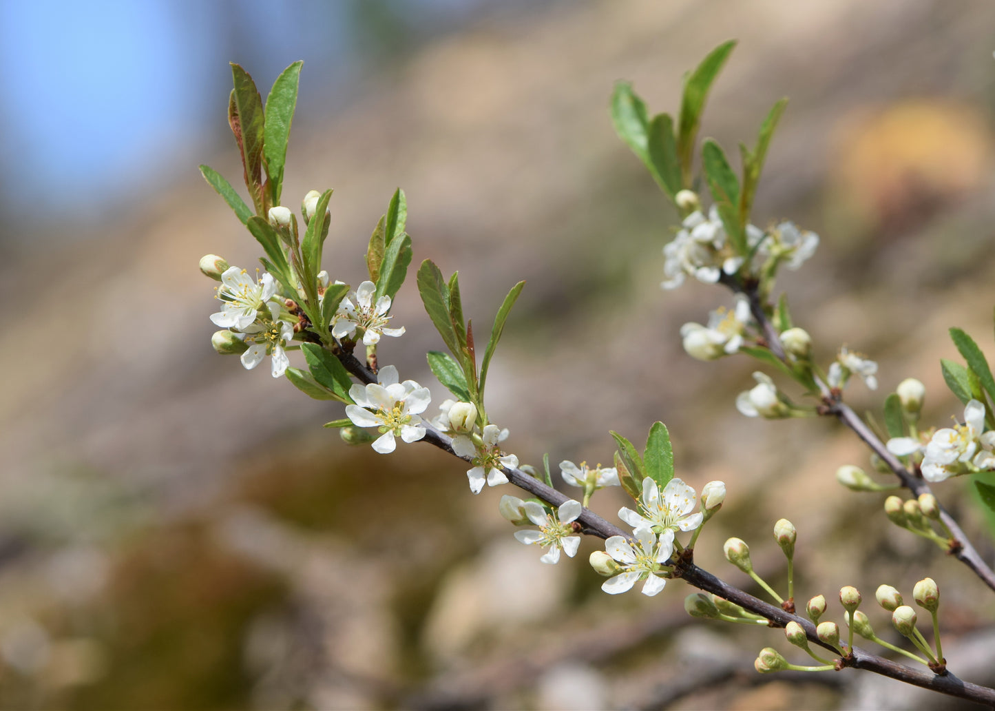 Prunus pumila var. depressa / Sand Cherry