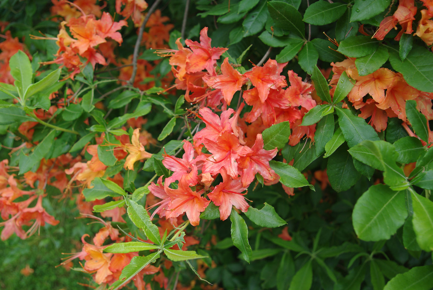 Rhododendron calendulaceum / Flame Azalea