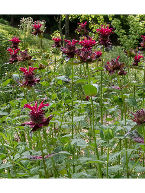 Monarda didyma / Scarlet Beebalm