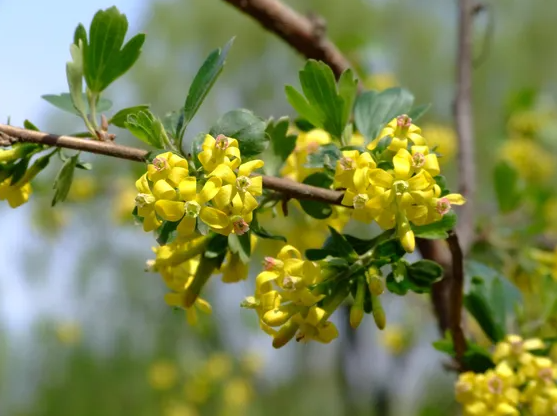 Ribes sp / Clove Currant