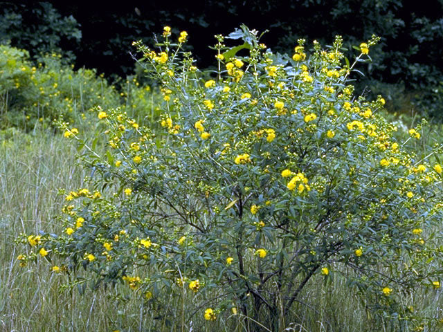 Hypericum frondosum 'Sunburst' / St. John's Wort