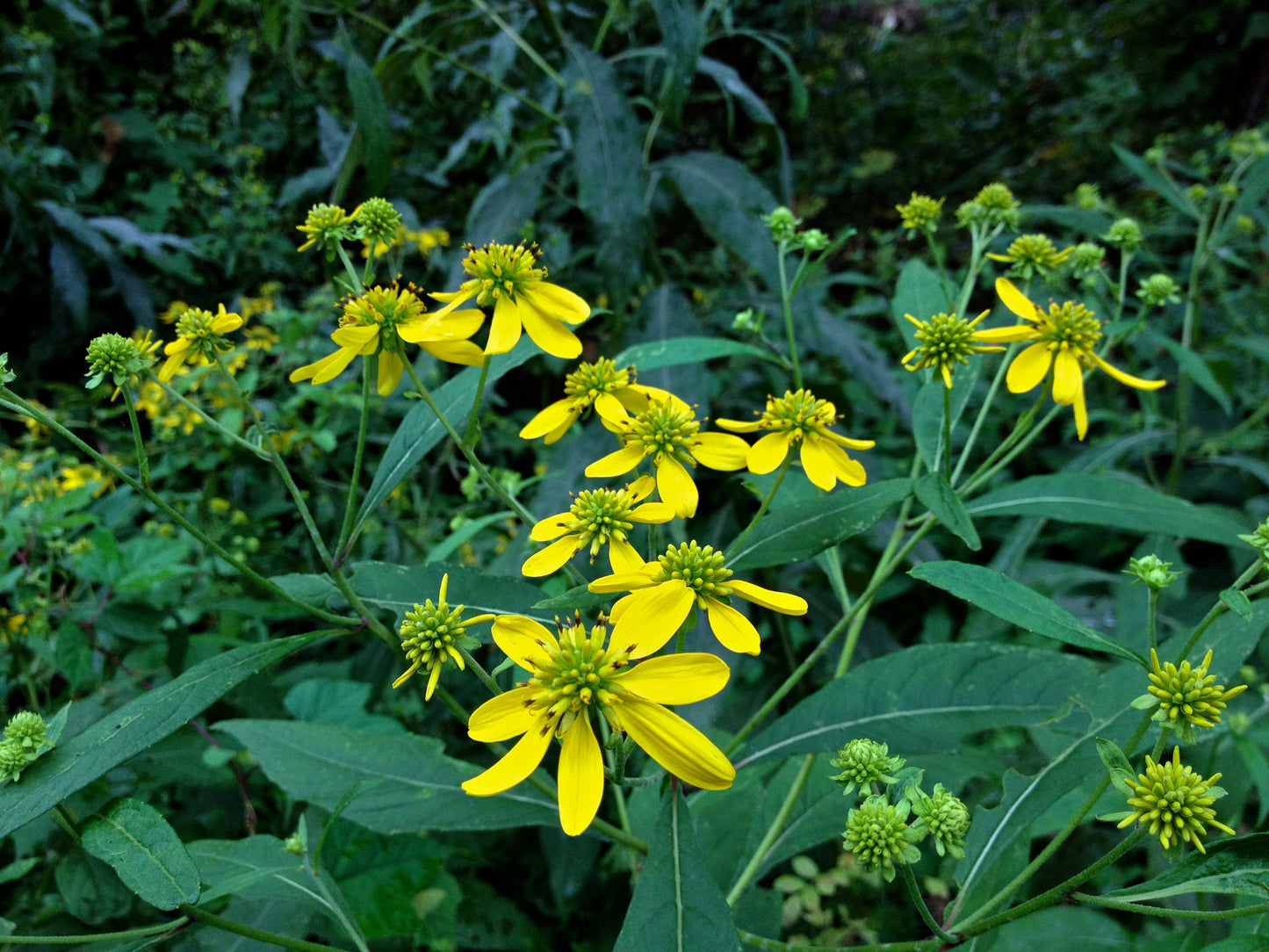 Verbesina alternifolia / Wingstem