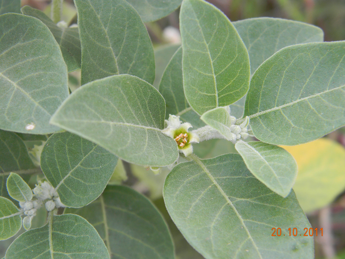Withania somnifera / Ashwagandha