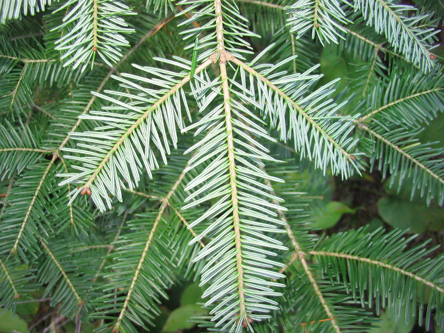 Abies balsamea / Balsam Fir