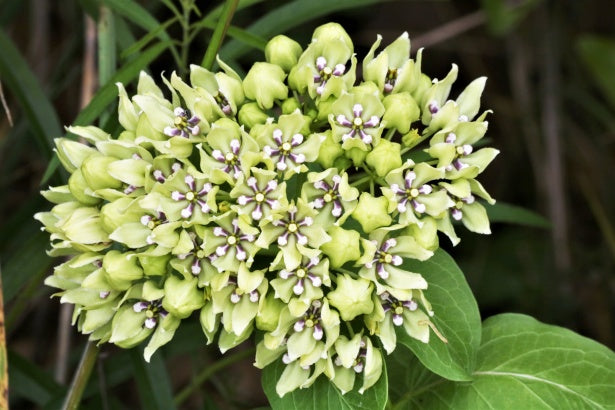 Asclepias viridis / Green Milkweed