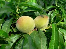 Prunus persica / 'Contender' Peach