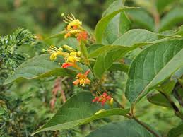 Diervilla lonicera / Northern Bush Honeysuckle