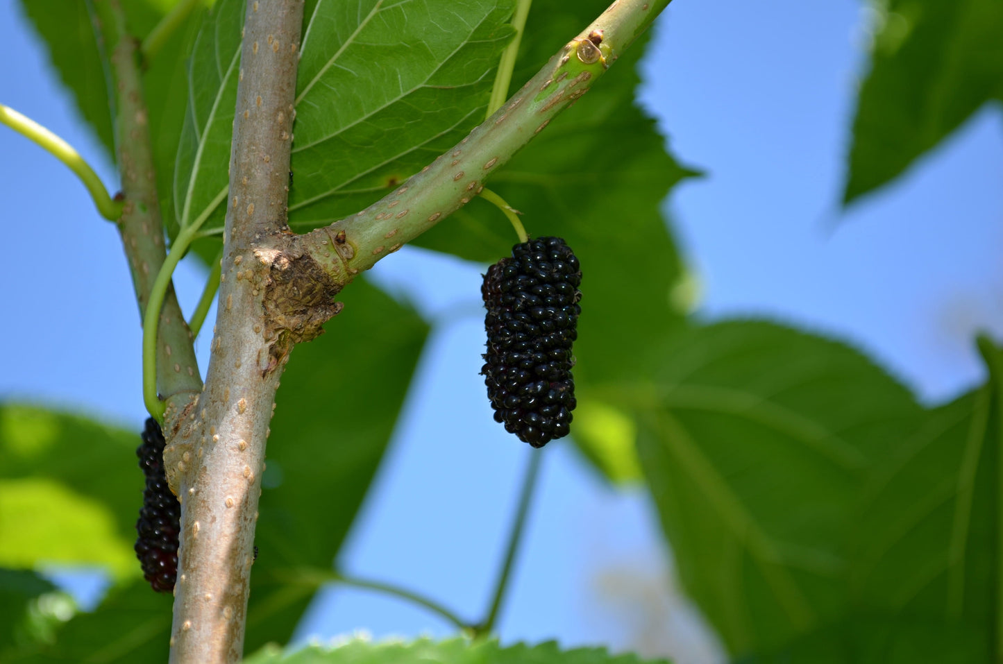 Morus alba x rubra / "Illinois Everbearing" Mulberry