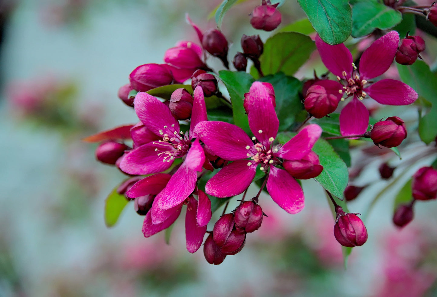 Malus spp./ Crabapple ‘Lemoine’