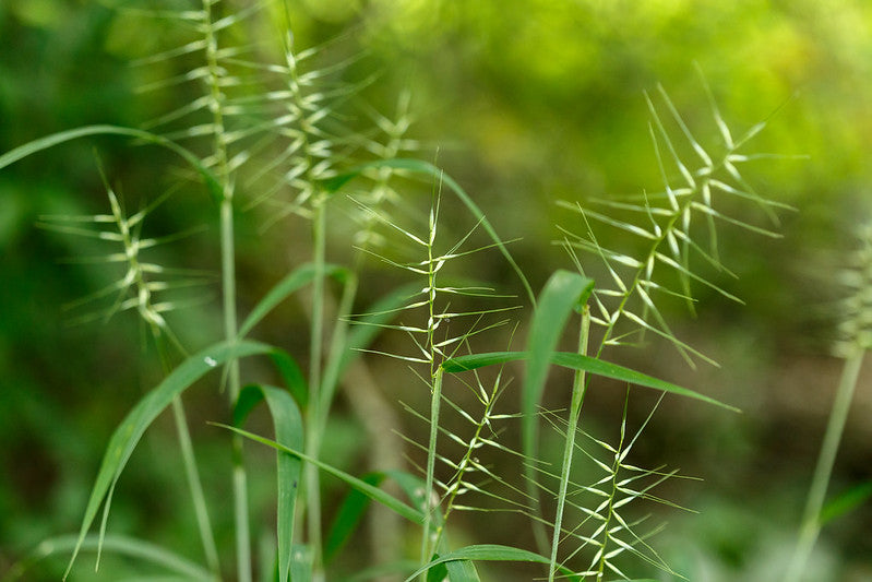 Elymus hystrix / Bottle Brush Grass