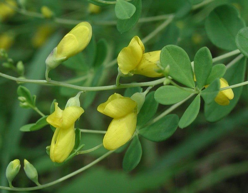 Baptisia sphaerocarpa / Yellow Wild Indigo