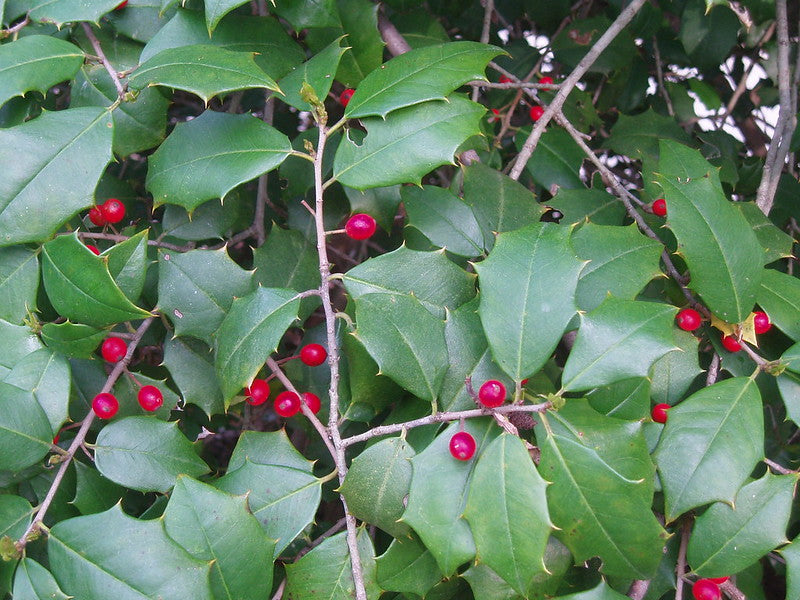 Ilex opaca / American Holly (female)