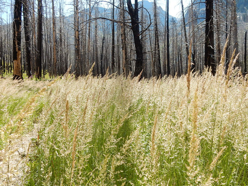 Calamagrostis canadensis / Bluejoint Grass