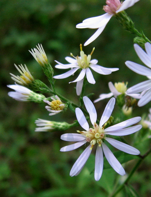 Symphyotrichum urophyllum / Arrowleaf Aster