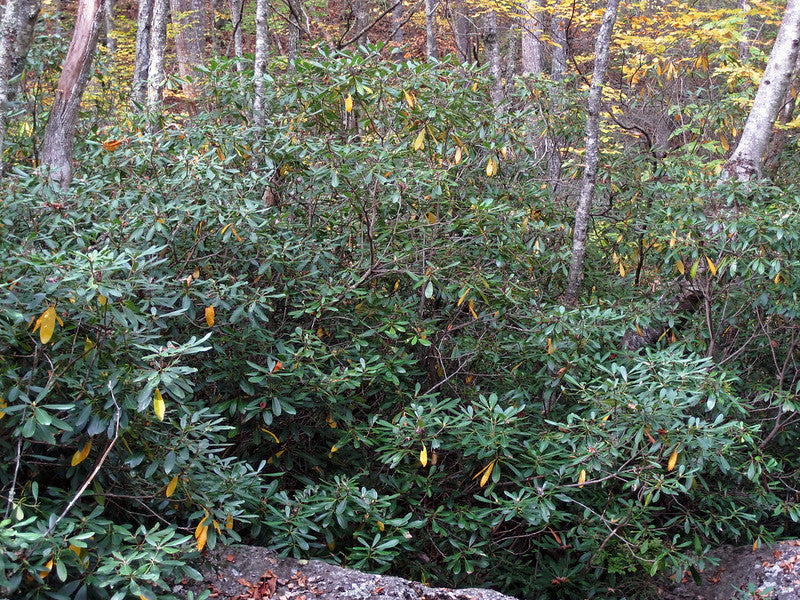 Rhododendron maximum ‘Roseum’ / Great Laurel