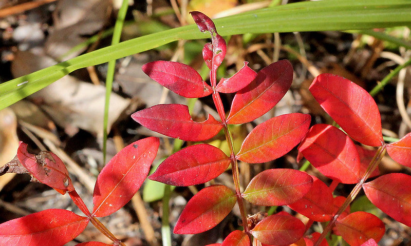 Rhus copallinum / Winged Sumac