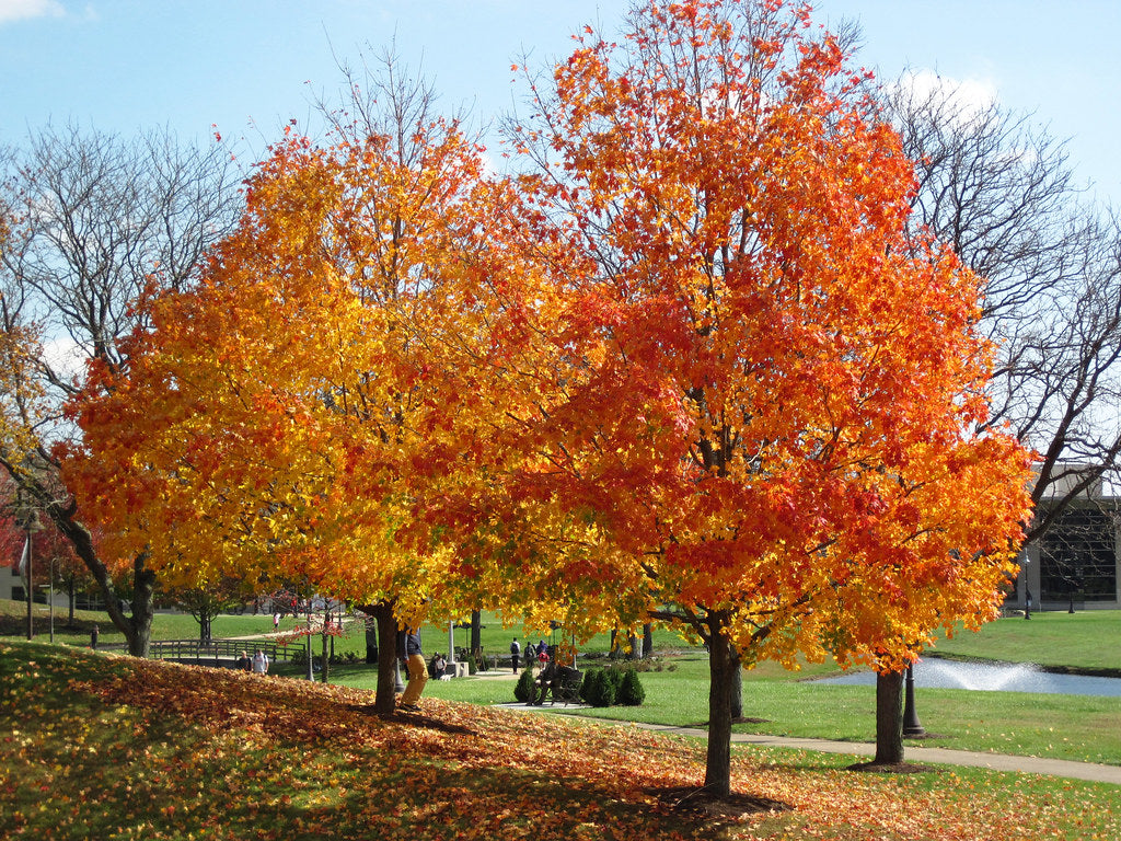 Acer saccharum ‘Green Mountain’ / Sugar Maple