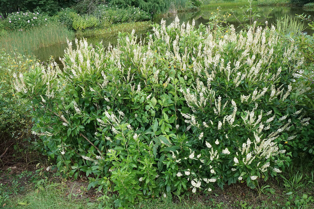Clethra alnifolia 'Hummingbird' / Sweet Pepperbush