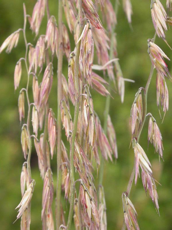 Bouteloua curtipendula / Sideoats Grama