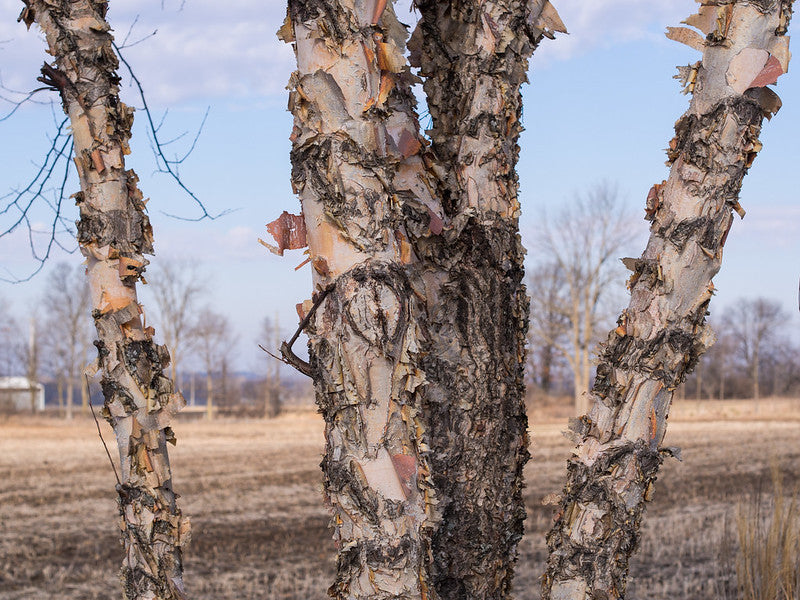 Betula nigra / River Birch