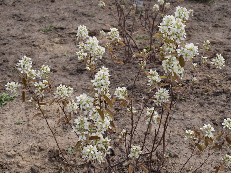 Amelanchier alnifolia / Regent Juneberry