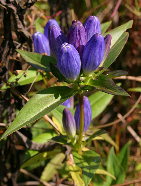 Gentiana andrewsii / Bottle Gentian