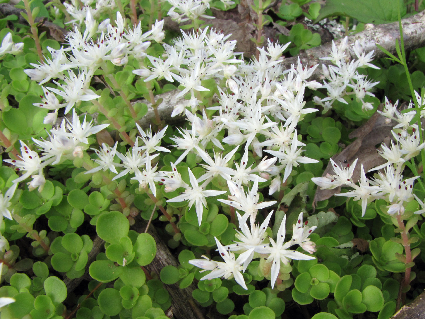 Sedum ternatum 'Larinum Park' / Woodland Stonecrop
