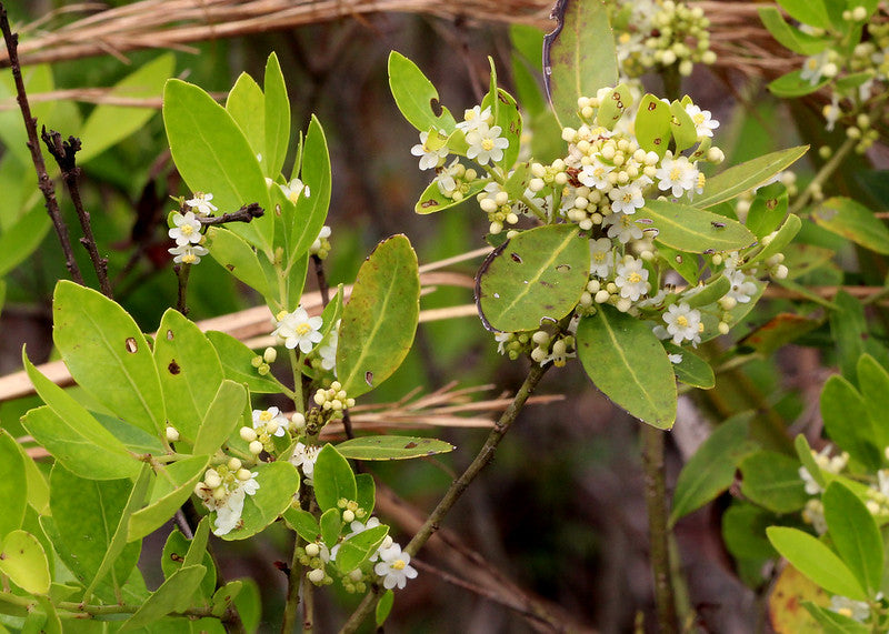 Ilex glabra 'Shamrock' / Female Dwarf Inkberry
