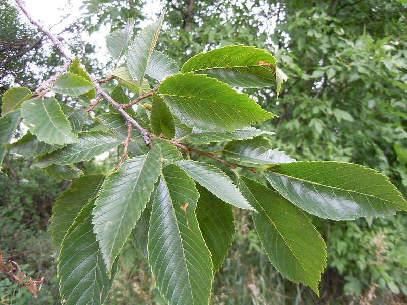 Ulmus americanus / American Elm 'Princeton'