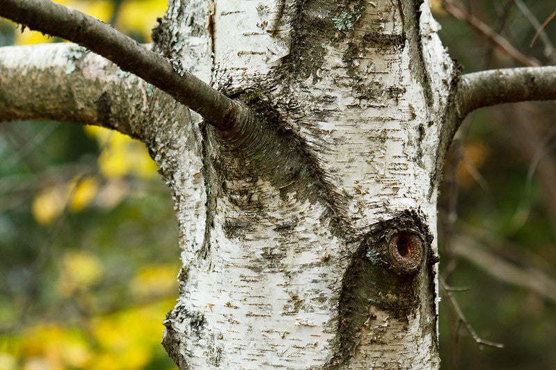 Betula populifolia / Gray Birch