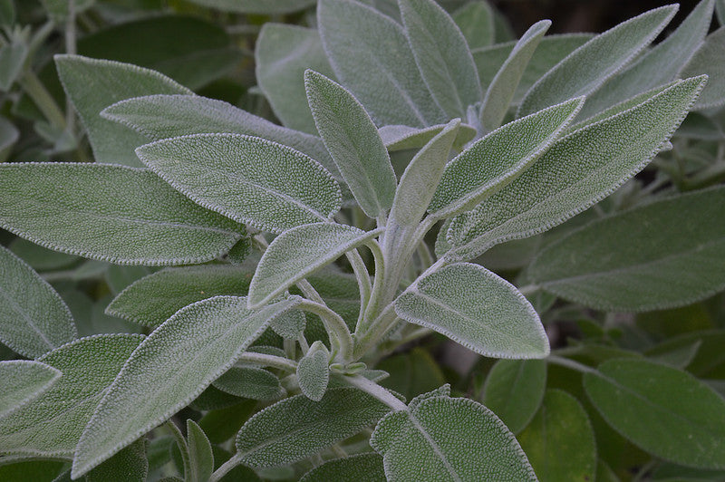 Salvia officinalis 'Purple' / Common Sage