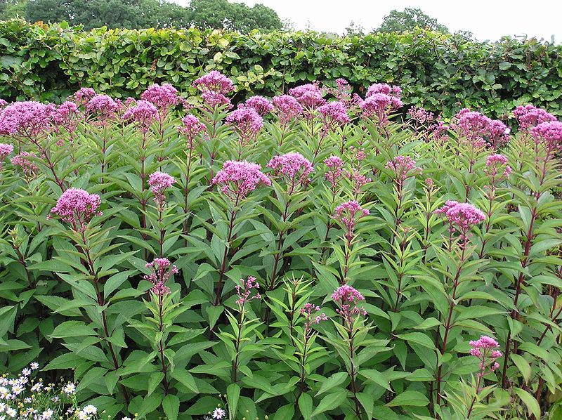 Eutrochium purpureum / Sweet (purple) Joe-Pye Weed